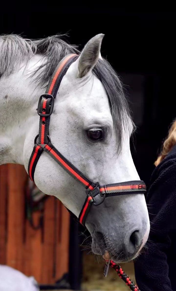 Cabezada cuadra ESKADRON color red poppy/verde/negro logo muserola TALLA COB - Imagen 2