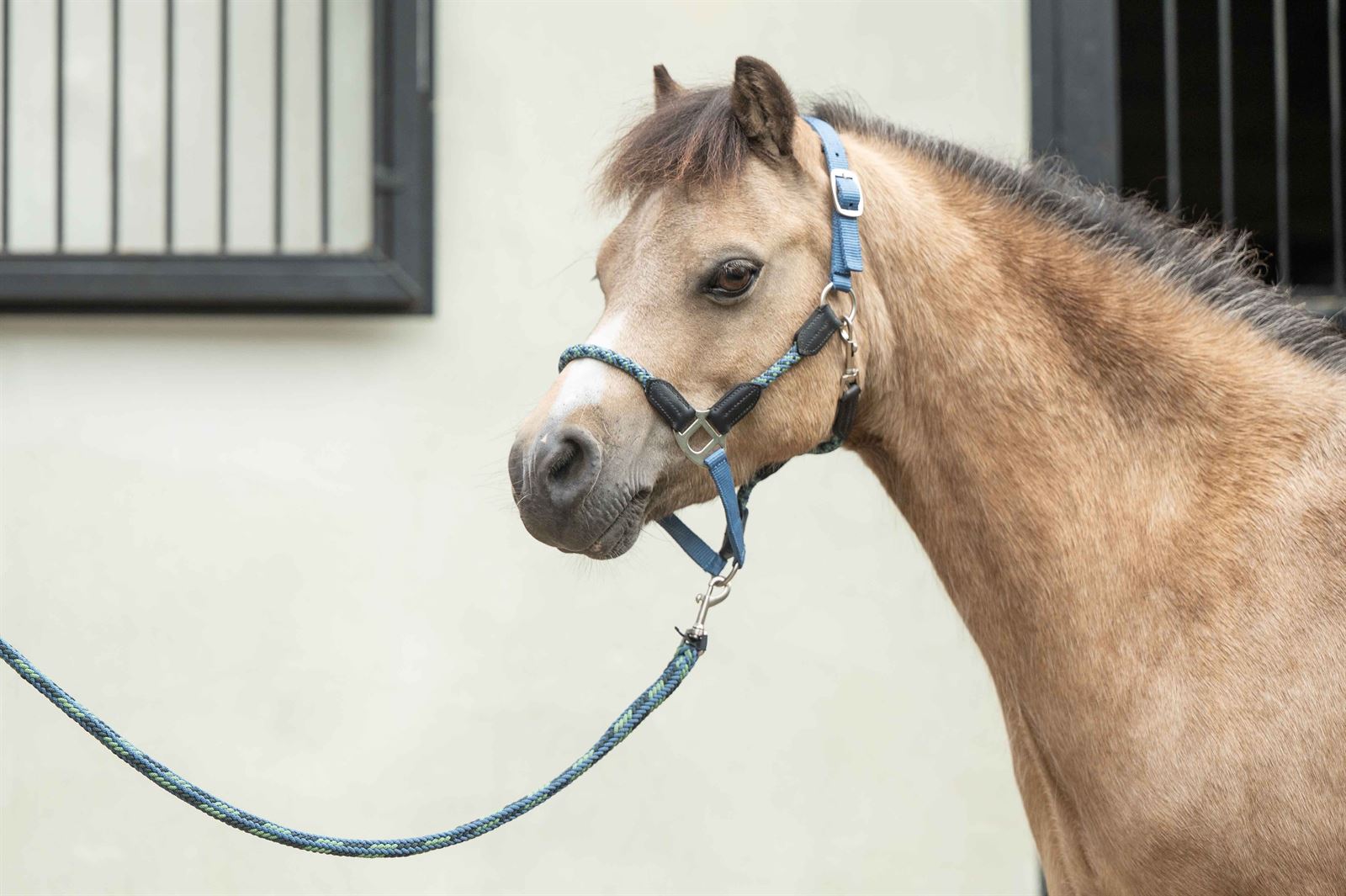 Cabezada cuadra nudos HKM Nele color azul humo - Imagen 2