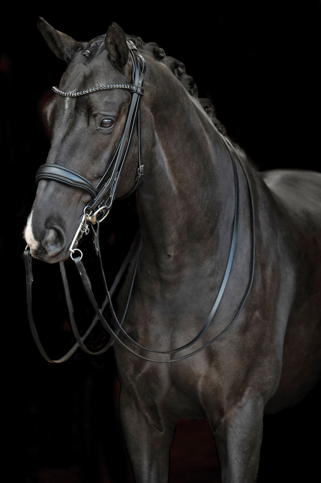 Cabezada de montar de cuero HKM Sports Equipment Grace color negro, DOBLE RIENDA, TALLA COB - Imagen 10