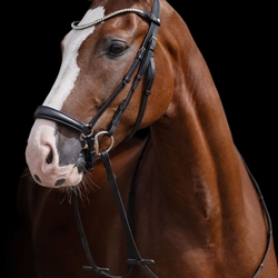 Cabezada de montar de cuero HKM Sports Equipment Nicole MUSEROLA ALEMANA negra TALLA COB - Imagen 2