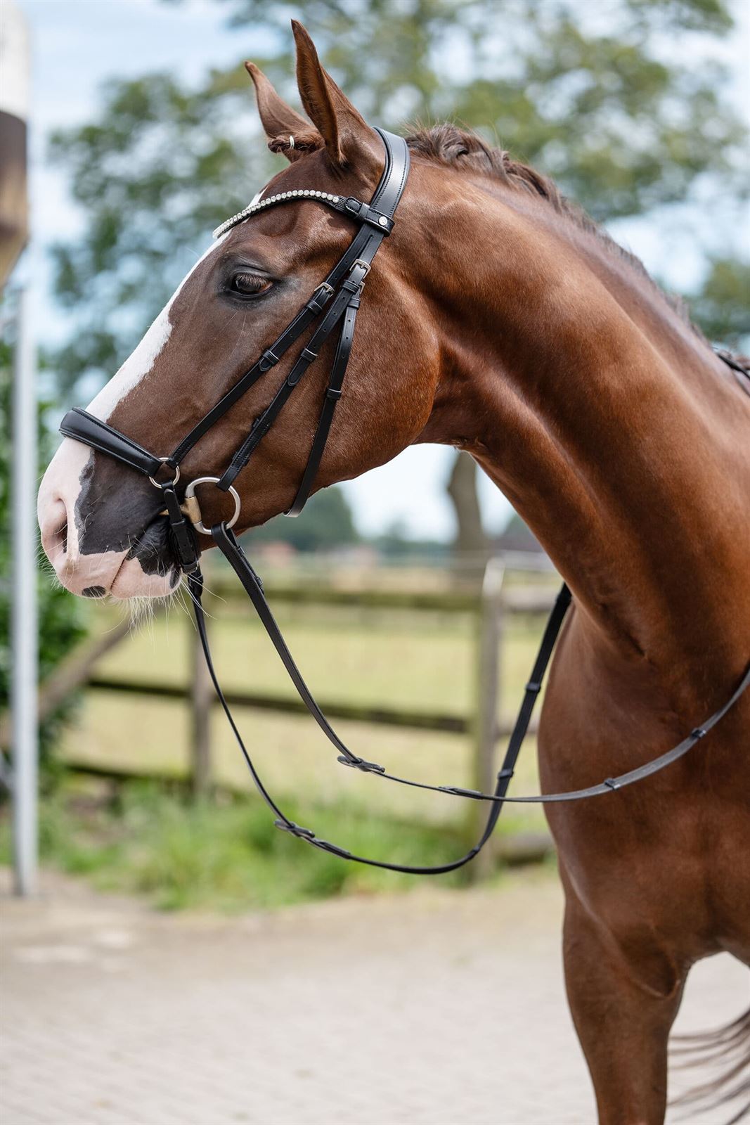 Cabezada de montar de cuero HKM Sports Equipment Nicole MUSEROLA ALEMANA negra TALLA COB - Imagen 6