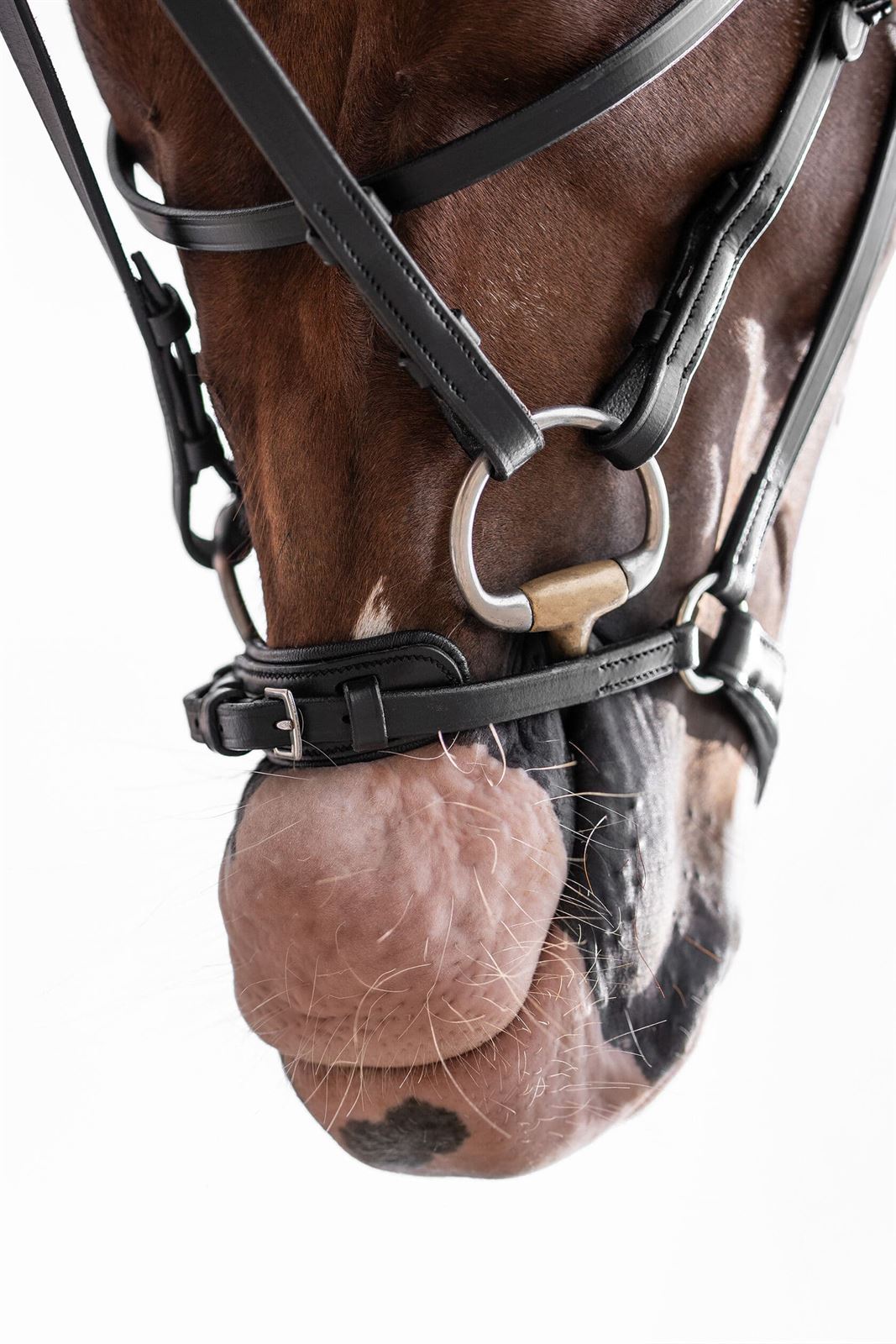 Cabezada de montar de cuero HKM Sports Equipment Nicole MUSEROLA ALEMANA negra TALLA COB - Imagen 7