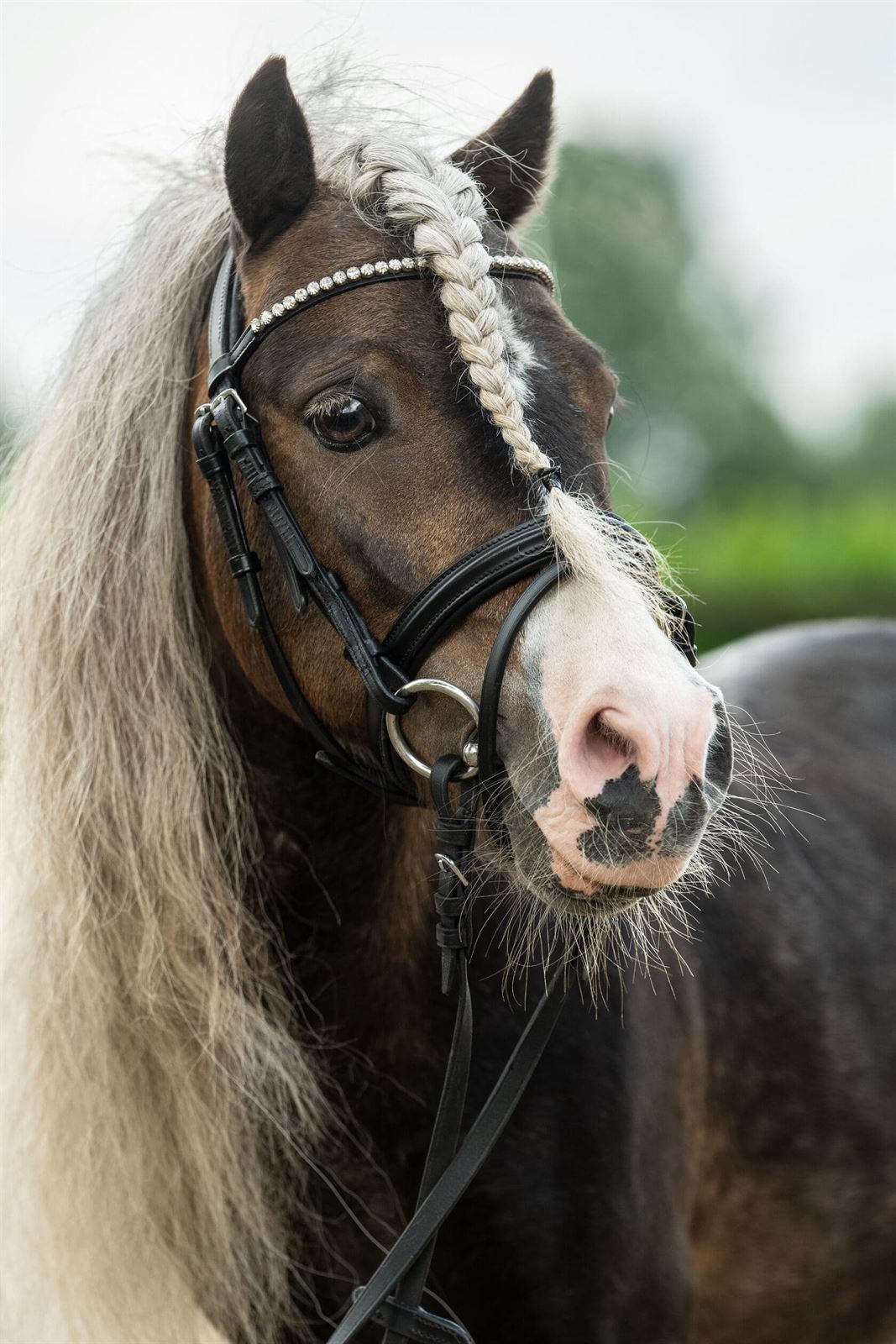 Cabezada montar HKM Shetty Diamond cuero negro - Imagen 5