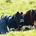 CUDDLE PONY Bolsa transporte HKM Sports Equipment color azul marino - Imagen 2