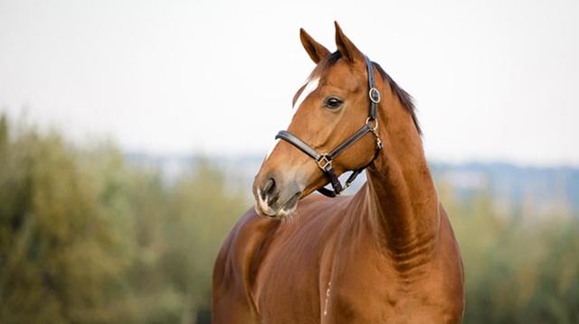 Equipación para el Caballo
