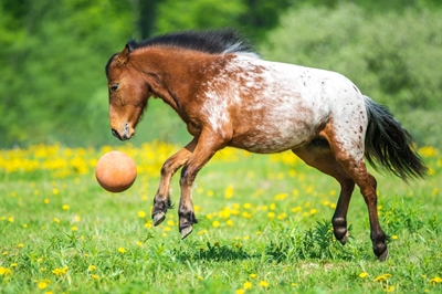 Juguetes Para Caballos