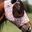 Máscara antimoscas PROFESSIONAL´S CHOICE comfort fit, con orejas, estampado cowgirl talla PONY - Imagen 1